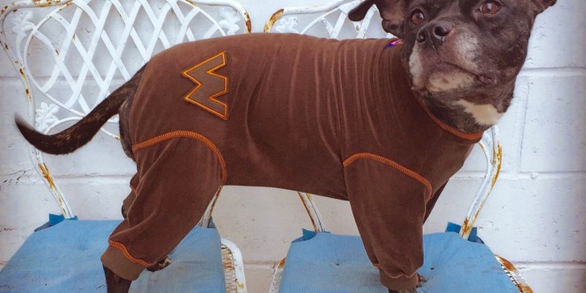 8 Gifts for 8 Nights, 2015 Pet Style