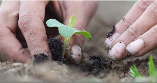 Israeli Botanical Company Releases Skin Remedies in US