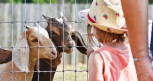 Celebrate Passover on the Farm!