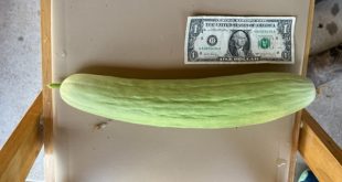 Milk and Honey Farm at the Boulder JCC Partners with the Jewish Farmer Network