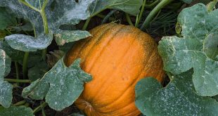 Boulder JCC Fall Events: Honoring Reb Zalman, Early Learning & More