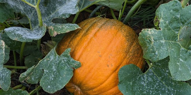 Boulder JCC Fall Events: Honoring Reb Zalman, Early Learning & More