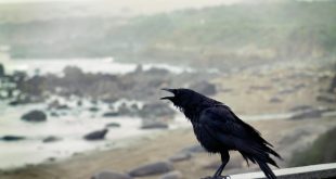Nevermore