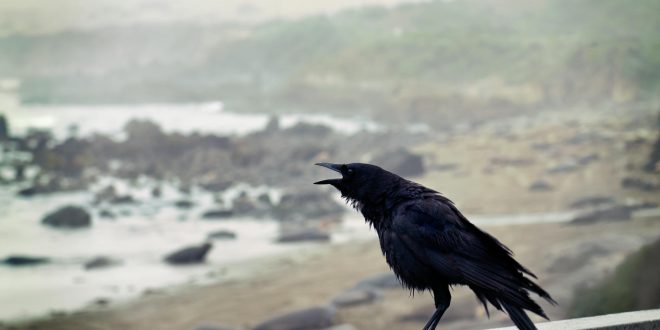 Nevermore