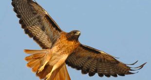 Learn Everything You Always Wanted to Know About Birds in Three Weeks