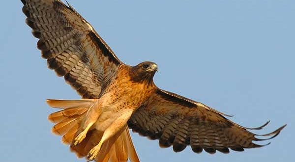 Learn Everything You Always Wanted to Know About Birds in Three Weeks