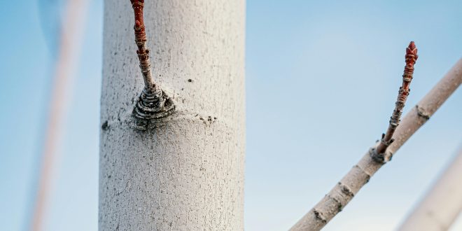 Aspen Tree