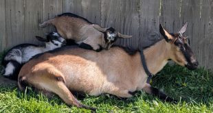 Celebrate Baby Goat Shavuot at Milk and Honey Farm