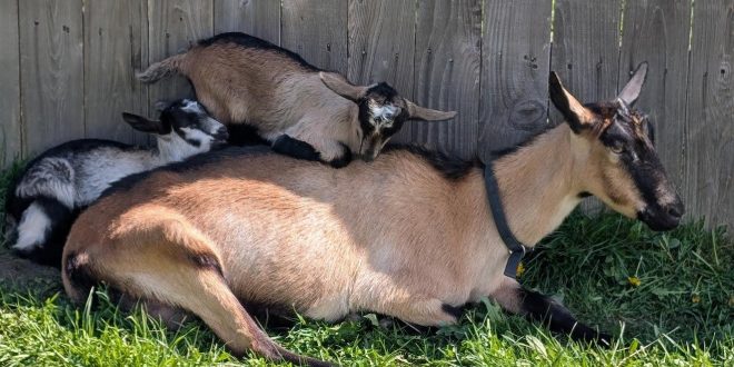 Celebrate Baby Goat Shavuot at Milk and Honey Farm
