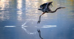 “The Heron Knows”