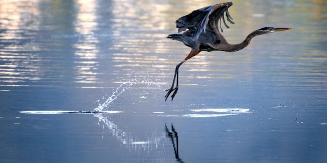 “The Heron Knows”
