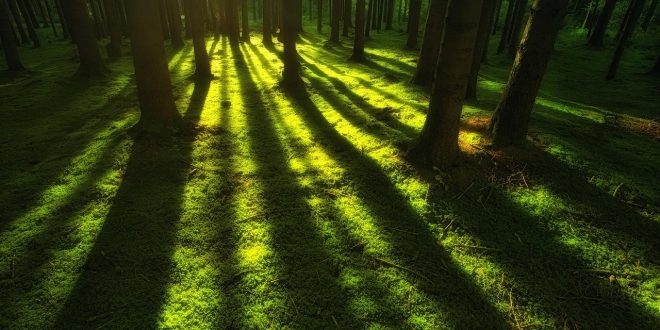 Into the Wilderness