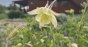 Celebrate Sukkot at the Boulder JCC’s Milk and Honey Farm: A Joyful Harvest Festival for the Whole Family