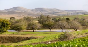 Heavy Rainfall Turns the Northern and Western Negev Green Following Years of War