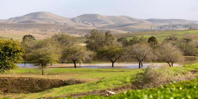 Heavy Rainfall Turns the Northern and Western Negev Green Following Years of War