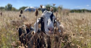 Rooted in Tradition: Boulder JCC’s Milk and Honey Farm Welcomes Families for “Farmside Shabbat”