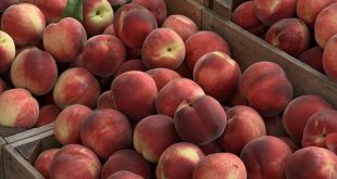 Looking for Peaches? Rotary Can Help!