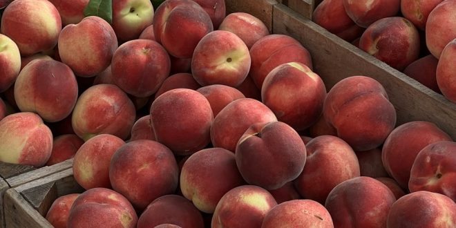 Looking for Peaches? Rotary Can Help!